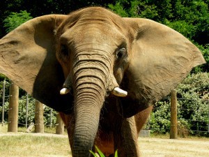 African Elephant zoo
